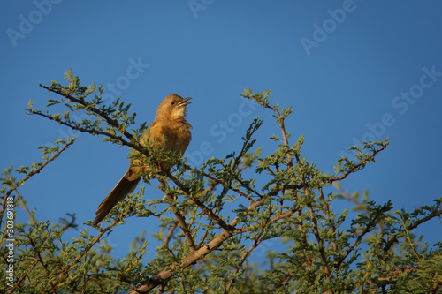 Fulvous babbler - Argya fulva fulvus  or fulvous chatterer is bird in Leiothrichidae, warm brown above with very faint streaking on the crown and back, throat is whitish