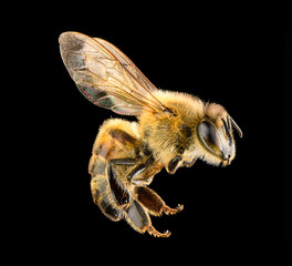 Bee on a black background