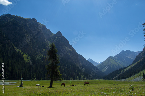 horses in alpine meadows, mountain landscape