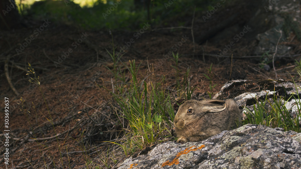 the hare on the stone is frightened the hare on the stone is frightened