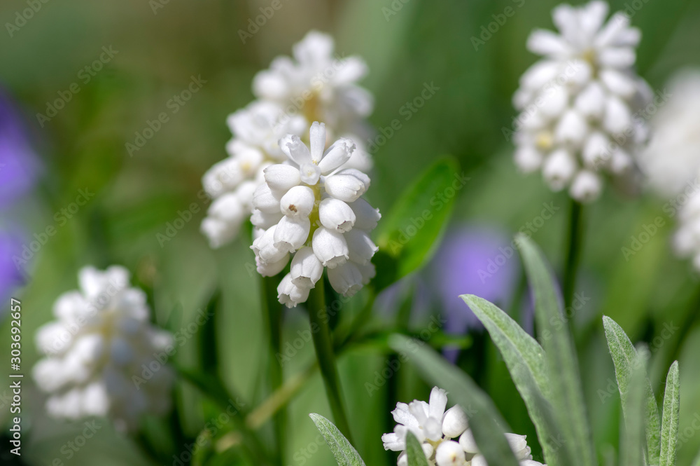 Muscari aucheri white flowering flowers, group of bulbous plants in bloom, green leaves Muscari aucheri white flowering flowers, group of bulbous plants in bloom, green leaves