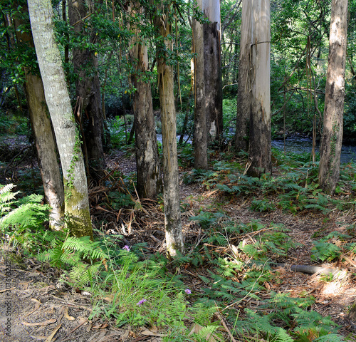Souto da Retorta  also known as the Chavin eucalyptus  in Vivero  Galicia. Spain. Europe.