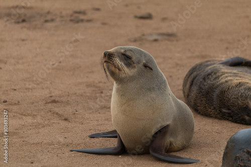 Cape fur seals, Cape cross, Namibia, Africa