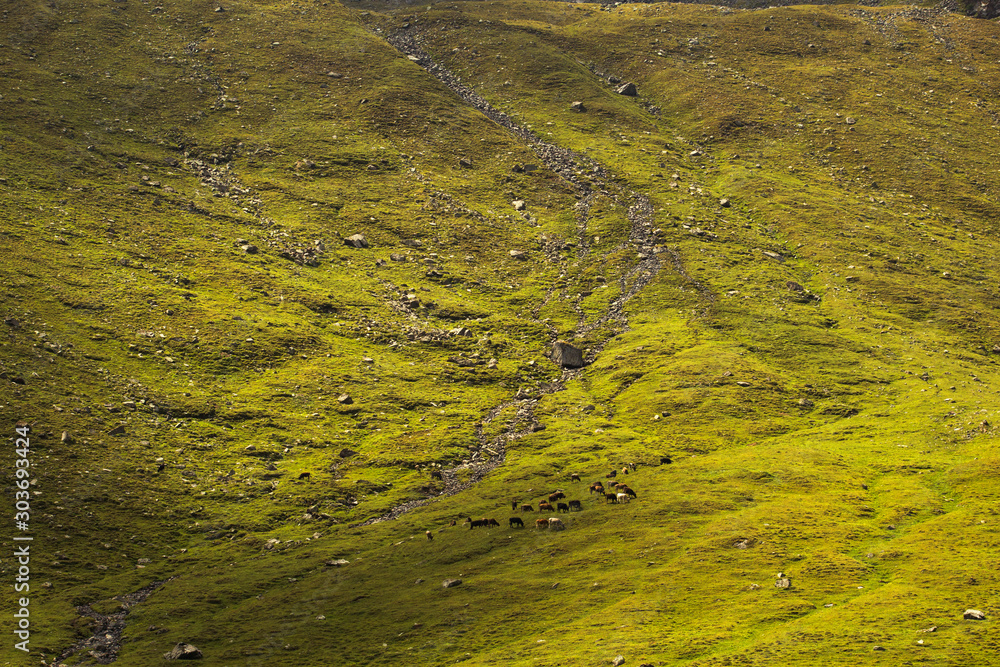 Alpine meadows, mountain landscape in Kyrgyzstan