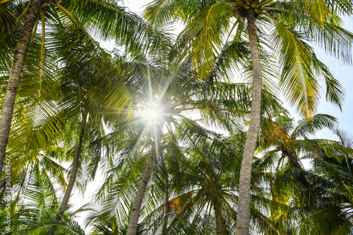 Sun rays penetrating through green palm tree leaves on the exotic beach