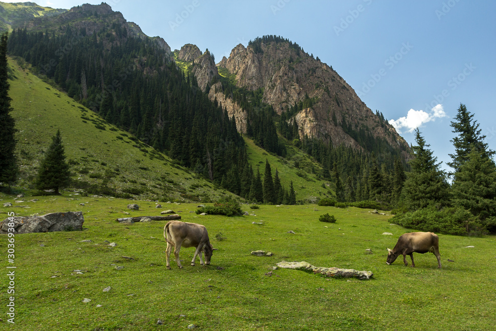 cows graze in the mountains, a zone of alpine meadows