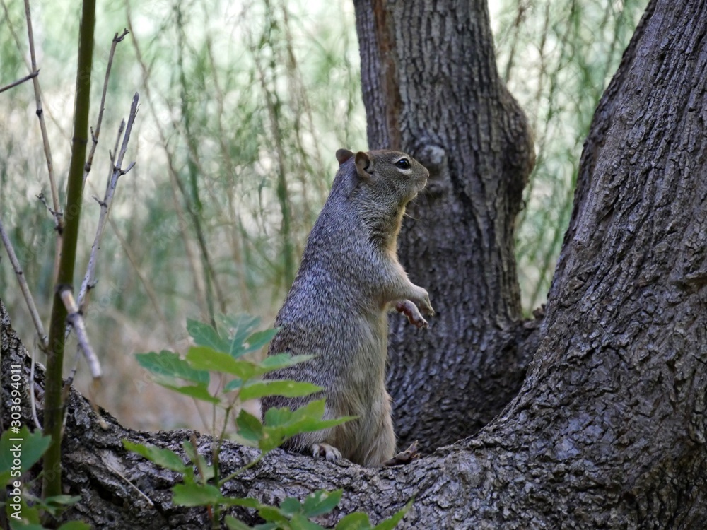 Medium wide shot of a chipmunk standing between tree barks in the forest. Medium wide shot of a chipmunk standing between tree barks in the forest.