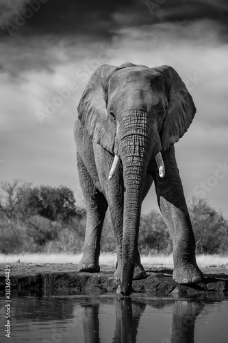 Elephant Drinking