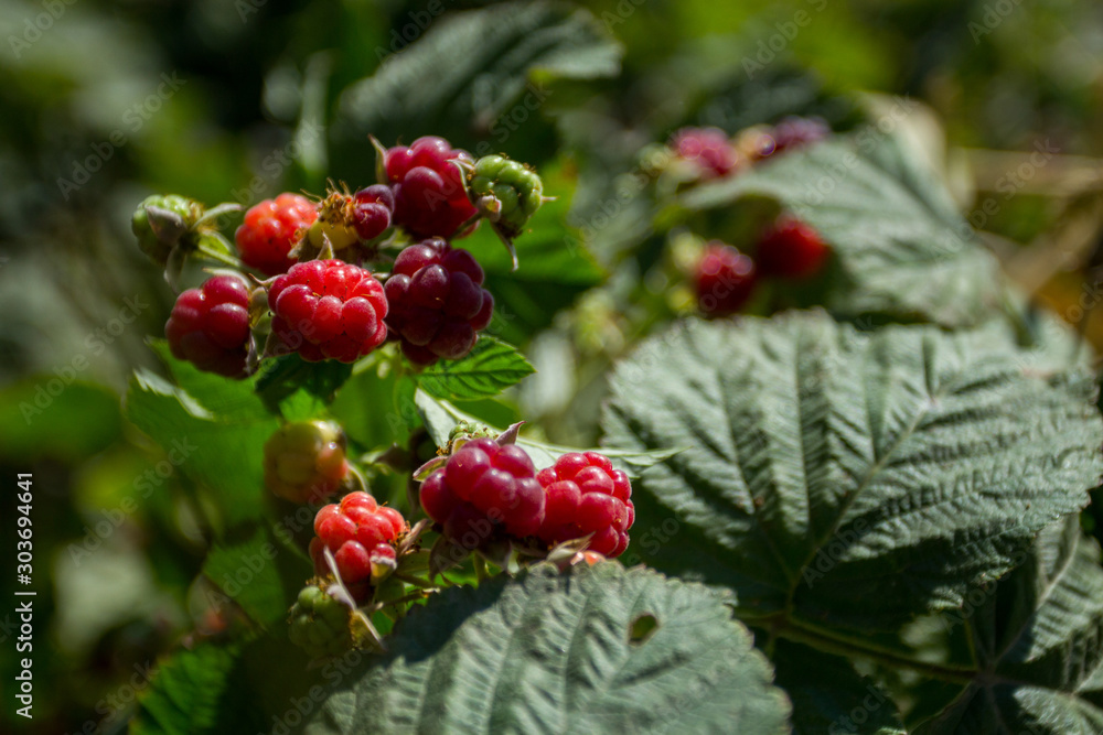 bush of raspberries with berries close-up bush of raspberries with berries close-up