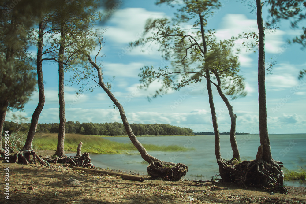 trees with bare roots on the shore of the Finnish Gulf