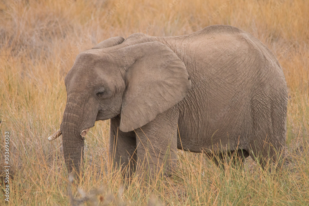 Desert Elephants at Palmwag conservancy, Namibia, Africa
