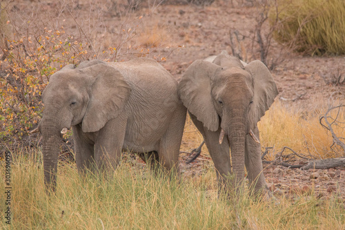 Desert Elephants at Palmwag conservancy  Namibia  Africa