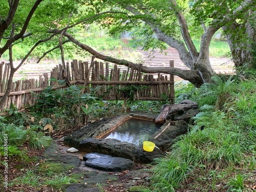 wooden bridge in the forest