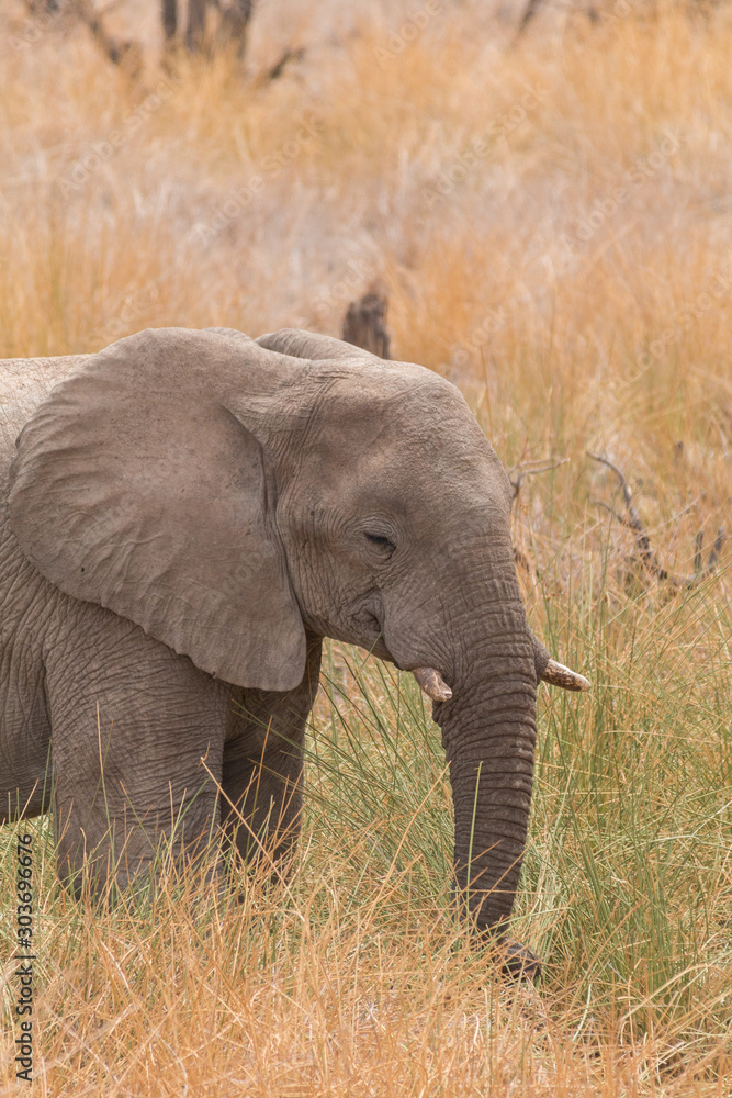 Desert Elephants at Palmwag conservancy, Namibia, Africa Desert Elephants at Palmwag conservancy, Namibia, Africa
