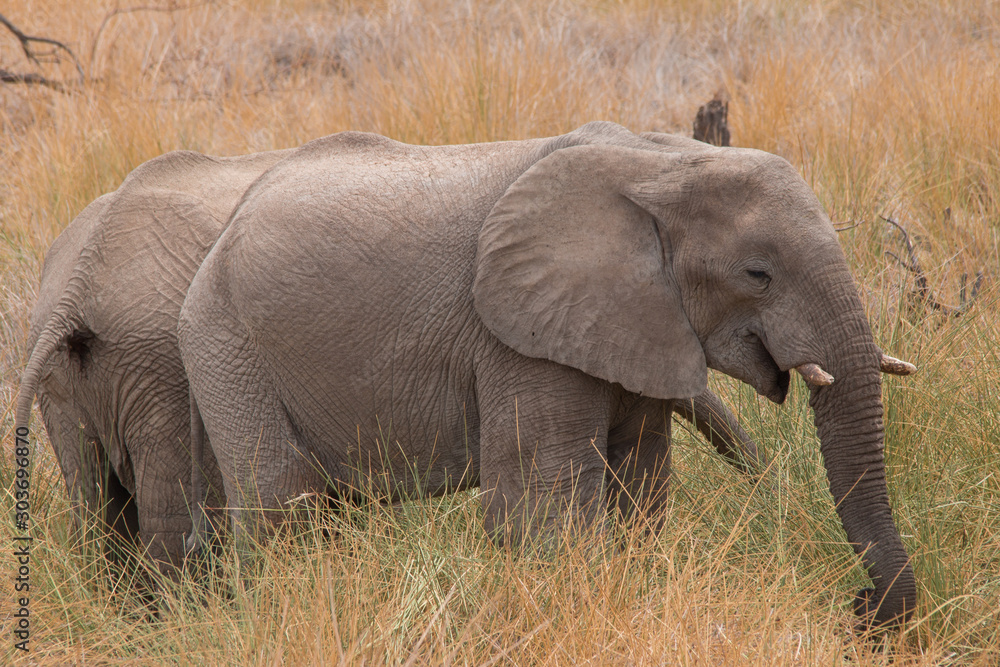 Obraz premium Desert Elephants at Palmwag conservancy, Namibia, Africa