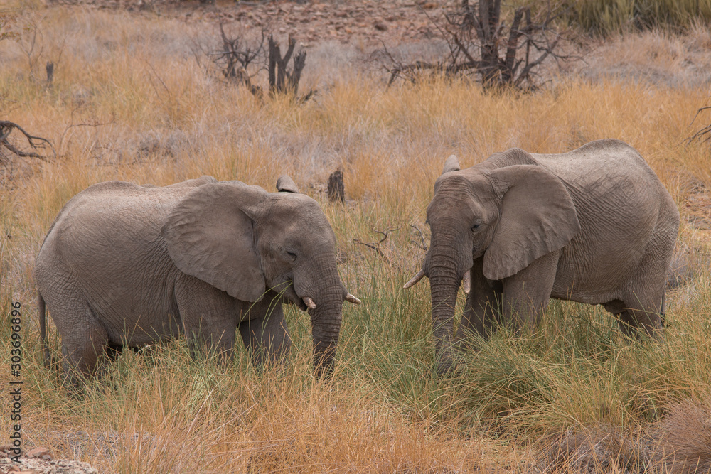 Desert Elephants at Palmwag conservancy, Namibia, Africa Desert Elephants at Palmwag conservancy, Namibia, Africa