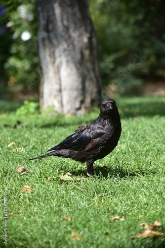 crow on grass 
