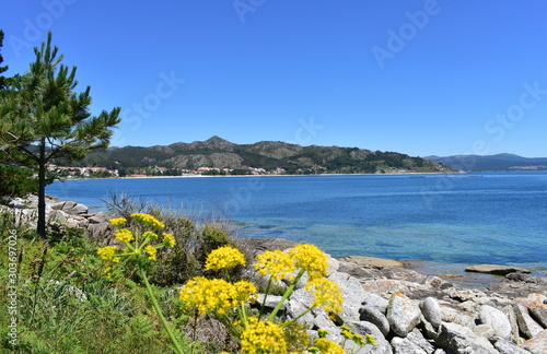Foto Bay with beach, clear water, mountain, pine trees and yellow flowers