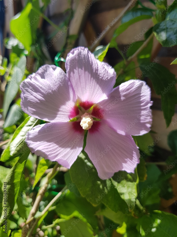 purple flower in the garden purple flower in the garden
