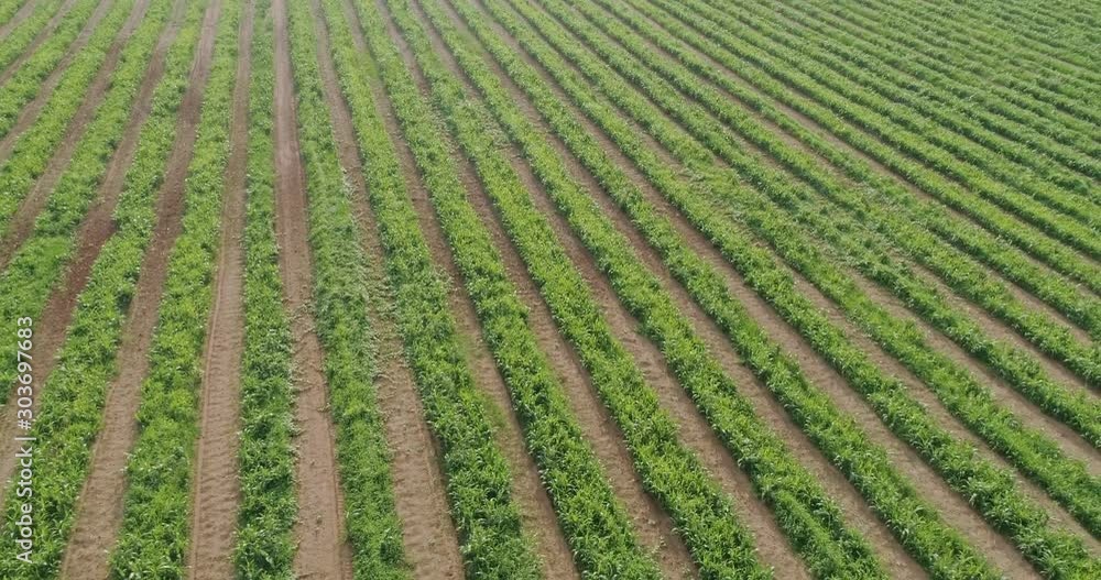 Sugar cane hasvest plantation aerial. Aerial top view of a agriculture fields. Sugar Cane farm. Sugar cane fields view from the sky. 4K. Sugar cane hasvest plantation aerial. Aerial top view of a agriculture fields. Sugar Cane farm. Sugar cane fields view from the sky. 4K.