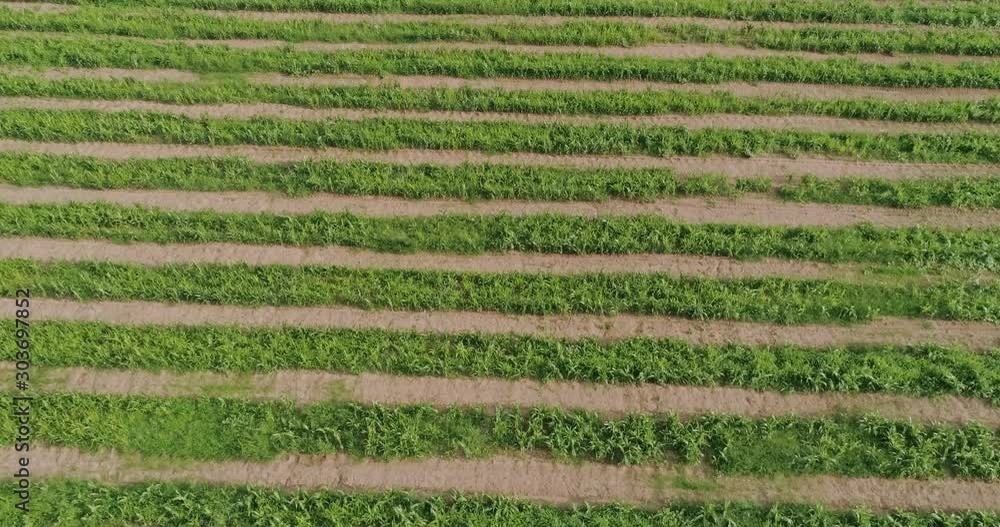 Sugar cane hasvest plantation aerial. Aerial top view of a agriculture fields. Sugar Cane farm. Sugar cane fields view from the sky. 4K. Sugar cane hasvest plantation aerial. Aerial top view of a agriculture fields. Sugar Cane farm. Sugar cane fields view from the sky. 4K.
