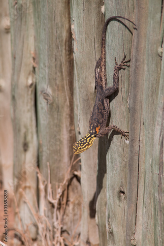 Namib rock agama, Female,  Damaraland, Namibia, Africa photo