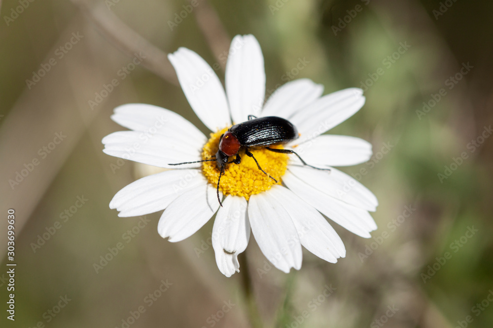 Insecto libando Insecto libando