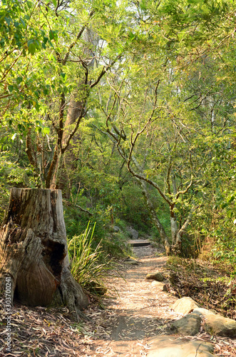 A walking trail in the Lane Cove National Park in Sydney   Australia