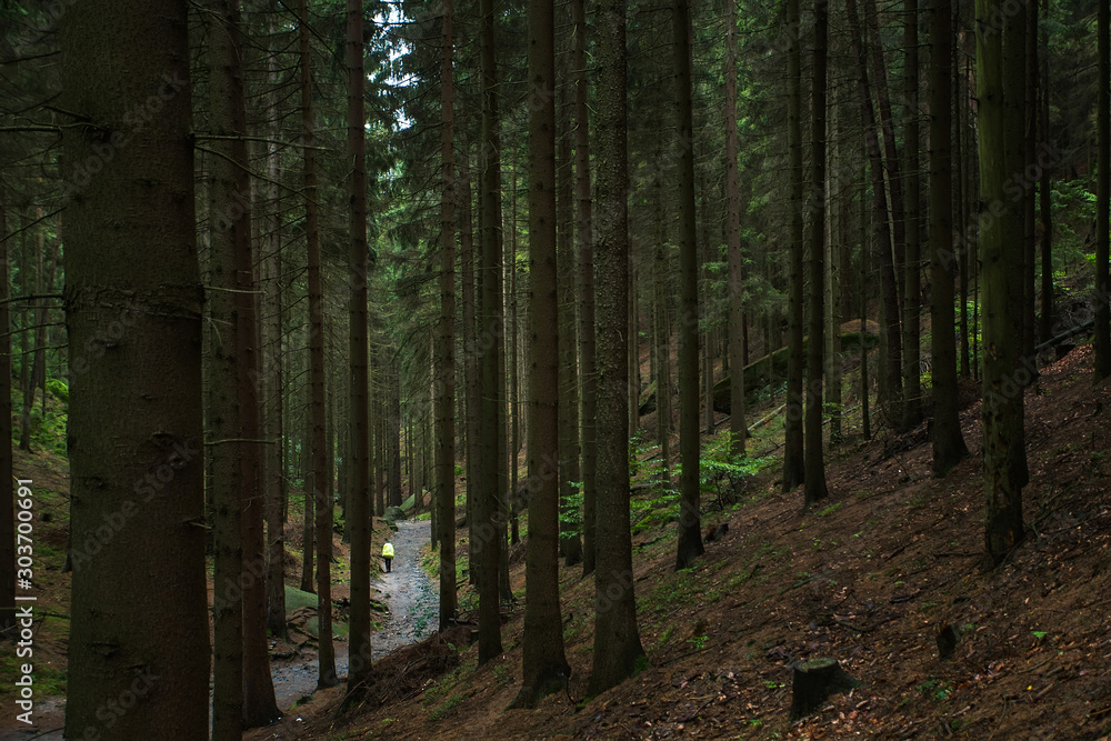 Obraz premium trails in the forest of the czech republic