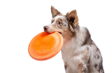 the dog holds a disc in his teeth. Border Collie on a white background,