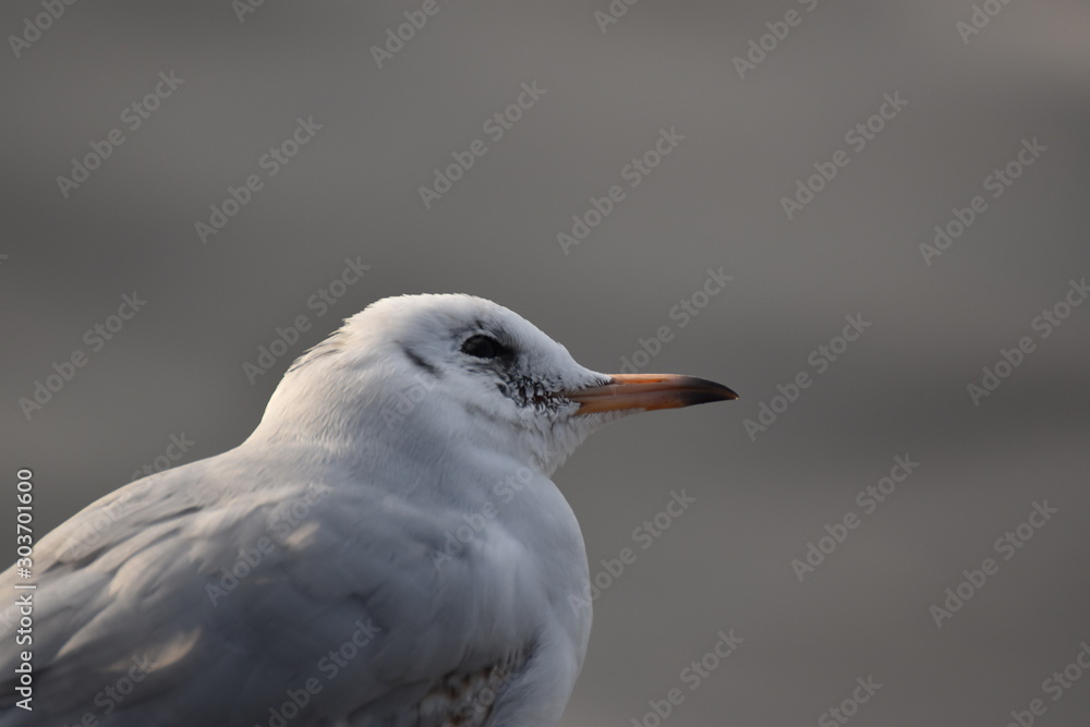 Seagull looking up in front of grey background in Hamburg Seagull looking up in front of grey background in Hamburg