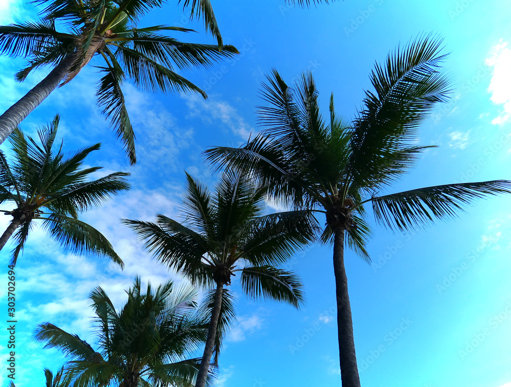 Down several palm trees Down several palm trees