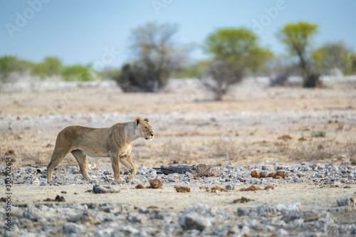 lioness on rock © Keith