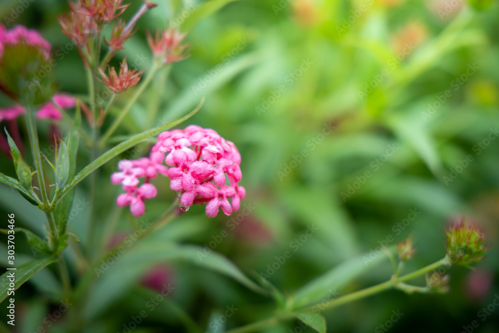 The background image of the colorful flowers The background image of the colorful flowers