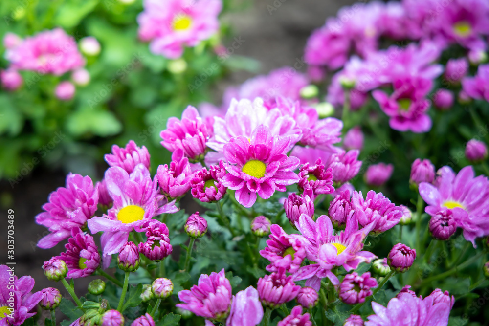 The background image of the colorful flowers The background image of the colorful flowers
