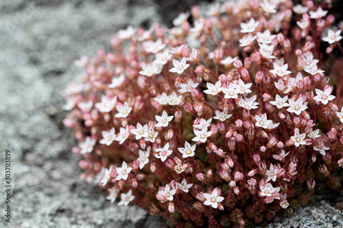 Flores blancas pequeñas