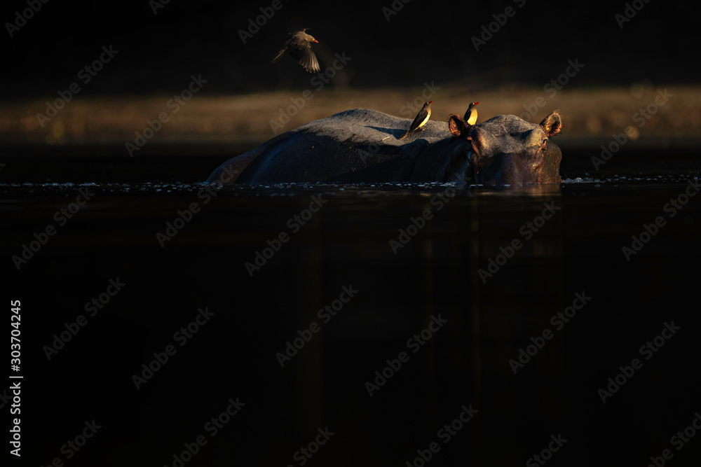 Fotografie Hippo and oxpeckers