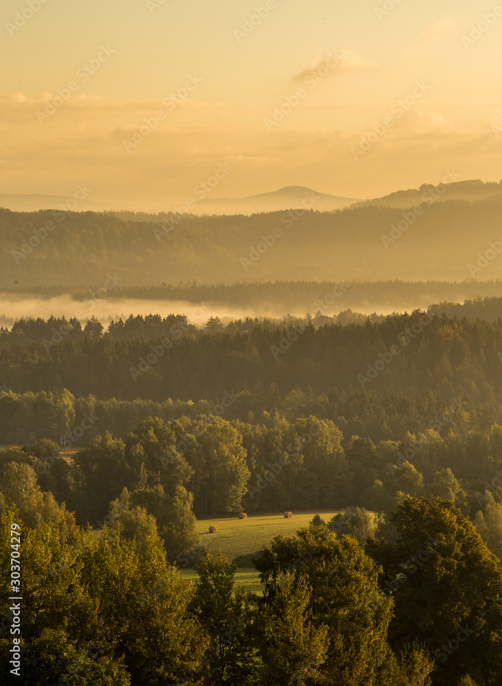 coniferous forest in the czech republic