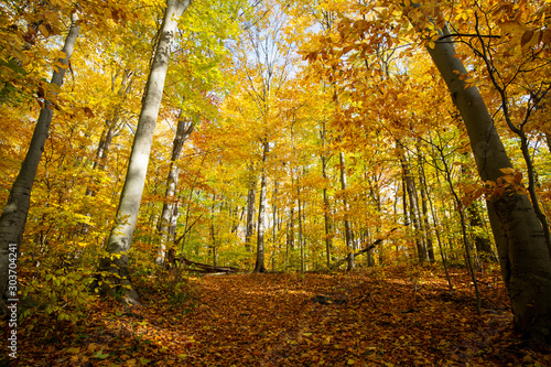 Beautiful forest with colorful autumn leaves in national park © RLS Photo