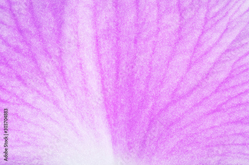 Texture pink petal macro