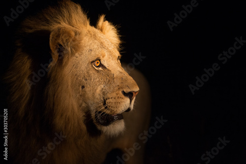 Lion in the dark