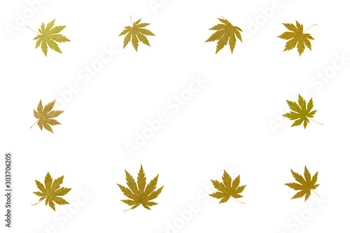 green maple leaves shaped as a frame on a white background