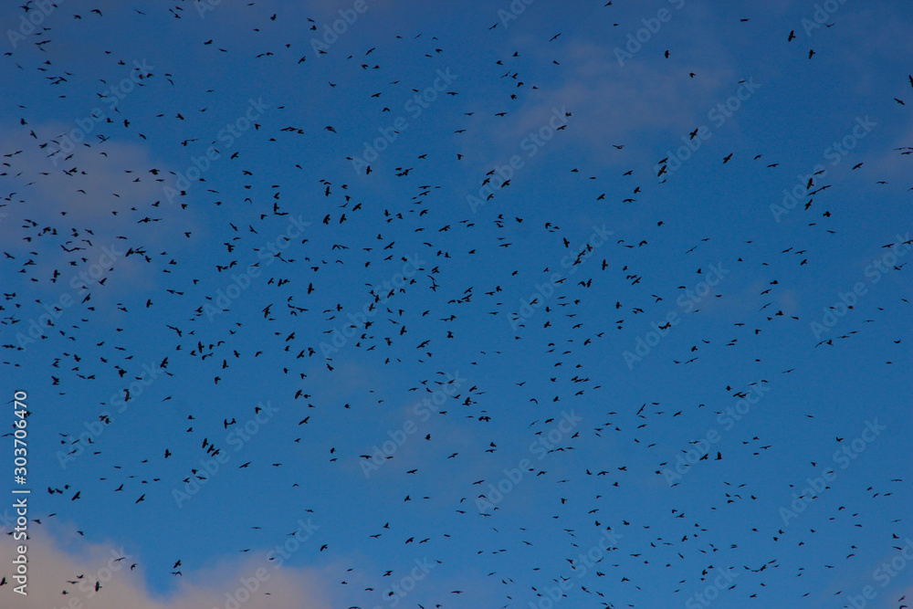 A huge flock of birds raven circling in the sky on migration. A huge flock of birds raven circling in the sky on migration.