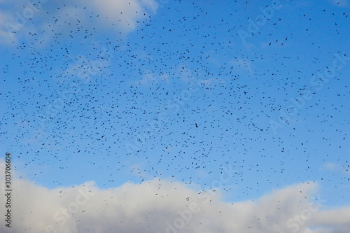A huge flock of birds raven circling in the sky on migration.
