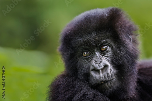 Mountain Gorilla © Keith