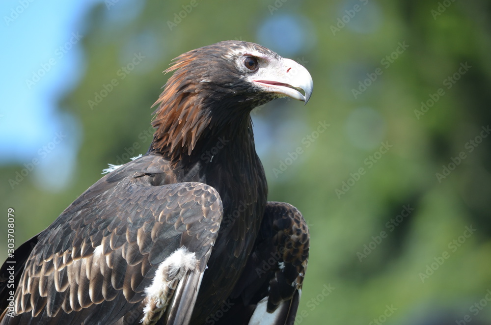 closeup Australian wedge tail eagle portrait sharp beak closeup Australian wedge tail eagle portrait sharp beak