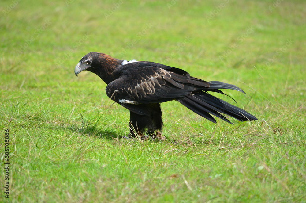 Fototapeta premium Australian wedge tail eagle walking on grass bird of prey 