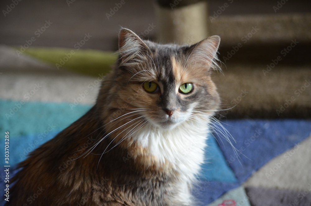 green eyed cat tortoise shell white and brown green eyed cat tortoise shell white and brown