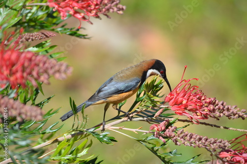 Eastern spinebill bird blue and yellow eating blossom Leamington national park photo