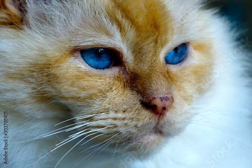 Portrait of blue-eyed Sacred Burmese